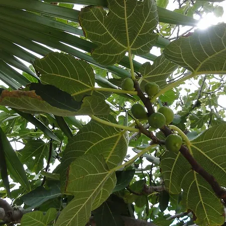 Apartamento Ivica Vir